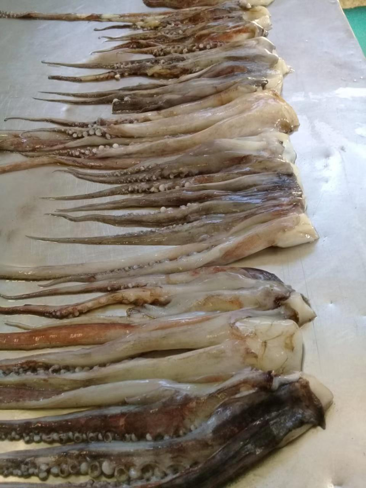 冷冻鱿鱼须 FROZEN GIANT SQUID TENTACLES