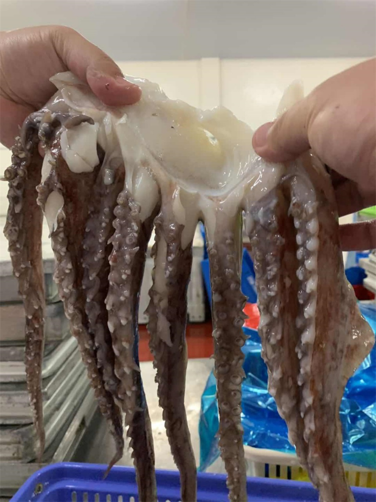 冷冻鱿鱼须 FROZEN GIANT SQUID TENTACLES