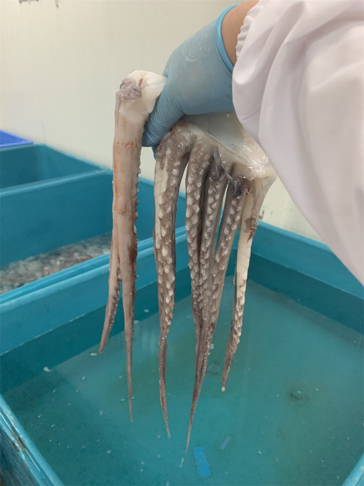 冷冻鱿鱼须 FROZEN GIANT SQUID TENTACLES