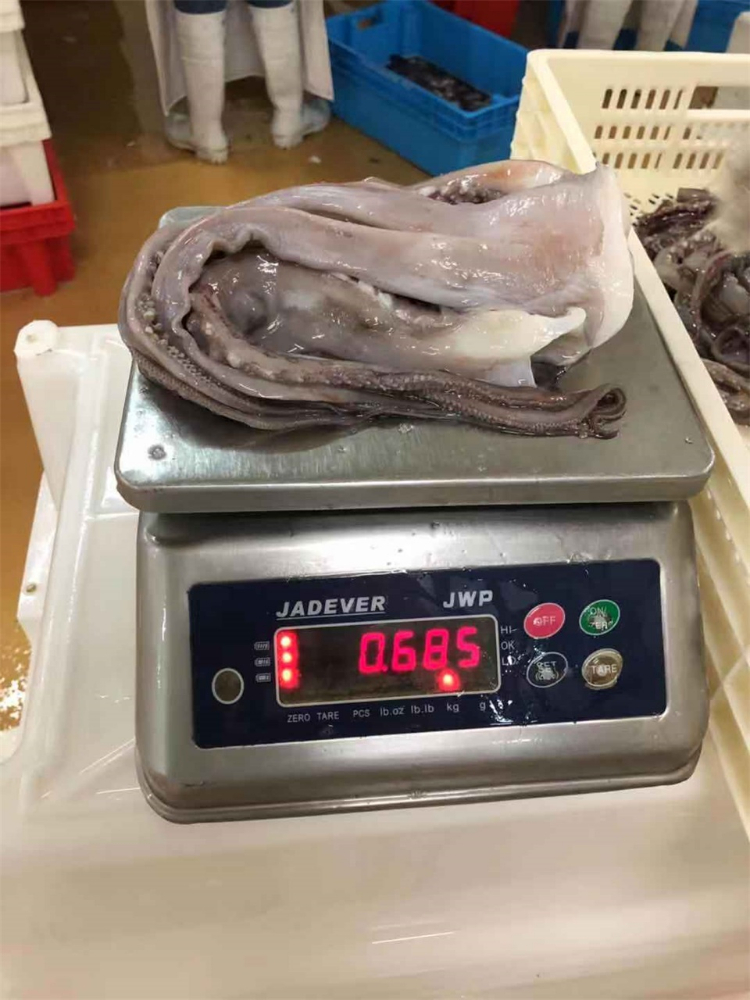 冷冻鱿鱼须 FROZEN GIANT SQUID TENTACLES