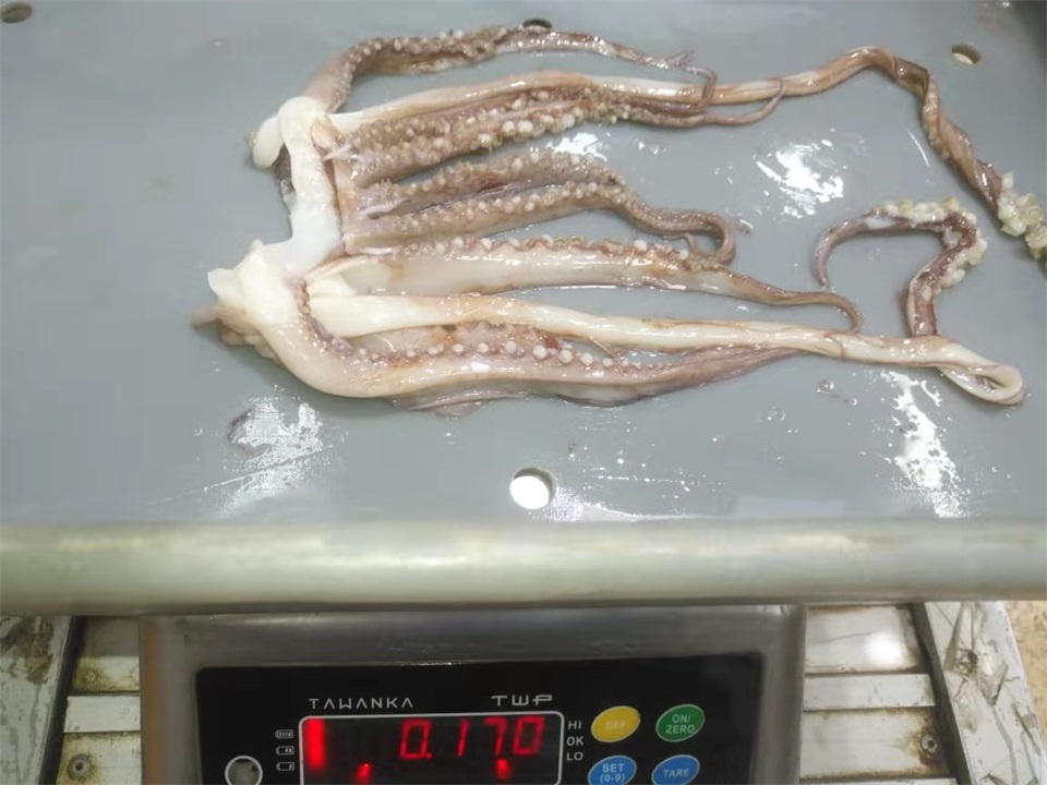 冷冻鱿鱼须 FROZEN GIANT SQUID TENTACLES