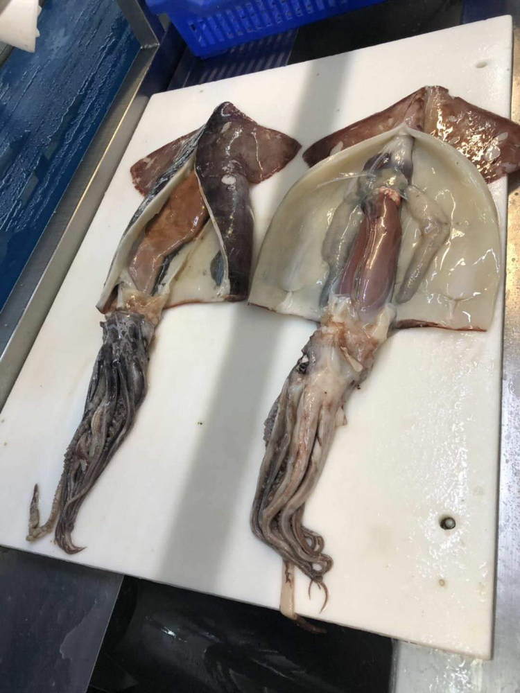 冷冻鱿鱼原条 FROZEN WHOLE GIANT SQUID