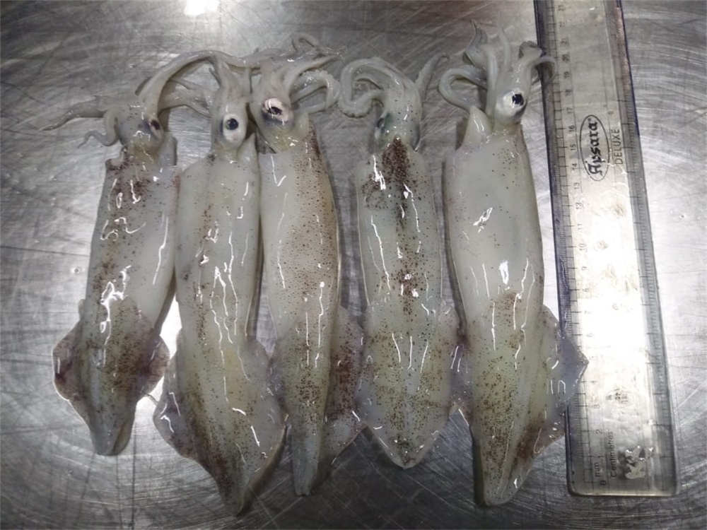 笔管鱼 NEEDLE SQUID