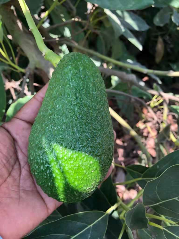 秘鲁牛油果 PERUVIAN AVOCADO