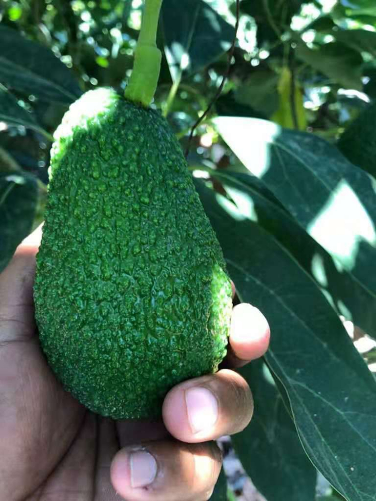 秘鲁牛油果 PERUVIAN AVOCADO