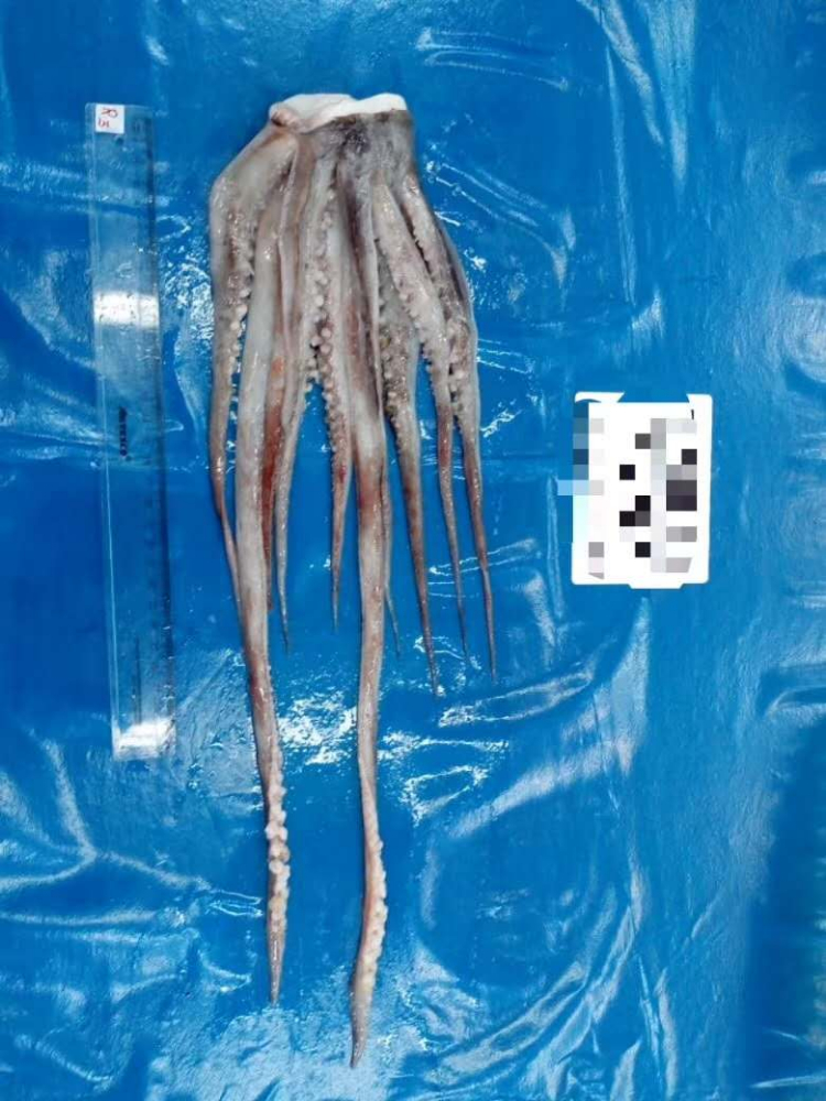 冷冻鱿鱼须 FROZEN GIANT SQUID TENTACLES